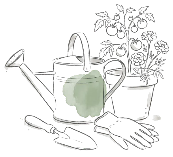 Drawing of a watering can and a pot of tomatoes